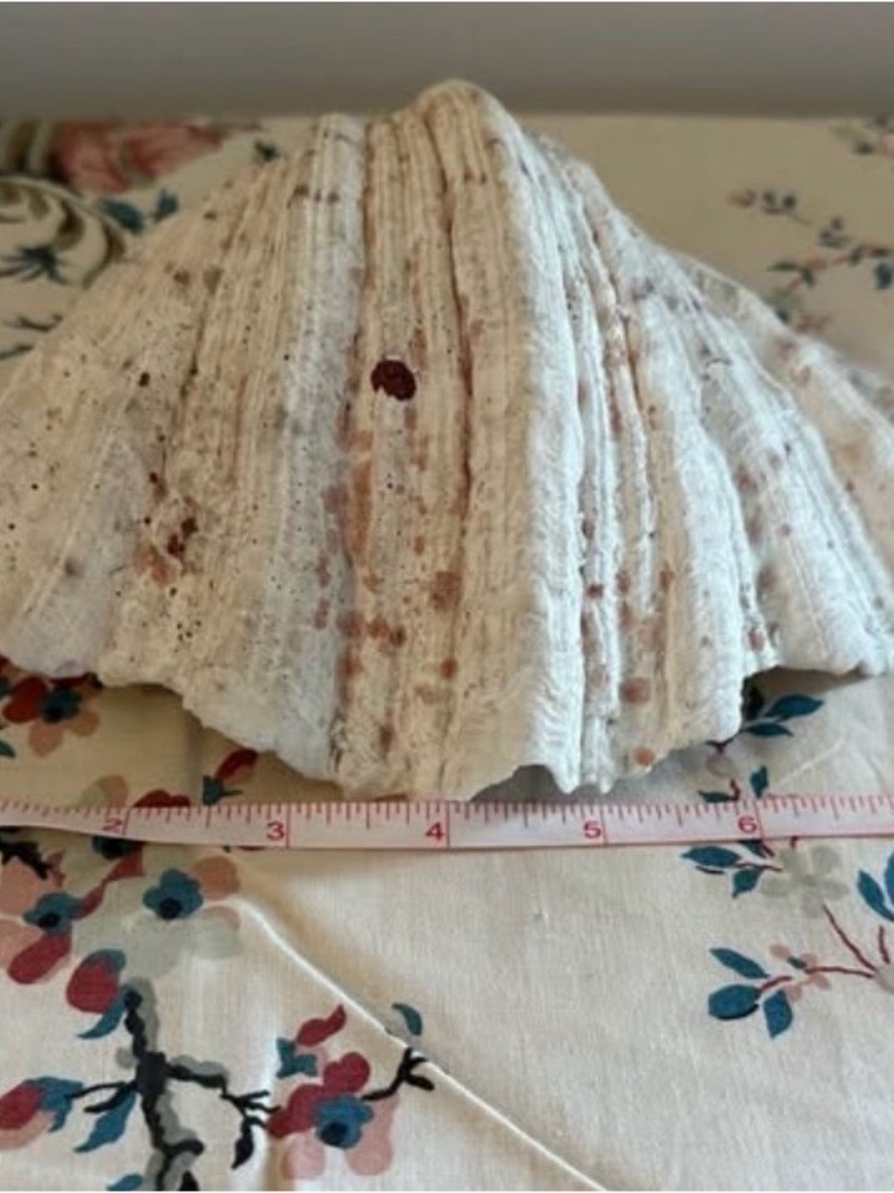 Real Giant Clam Shell - Cream Decorative Home Accent - Picture 5 of 5